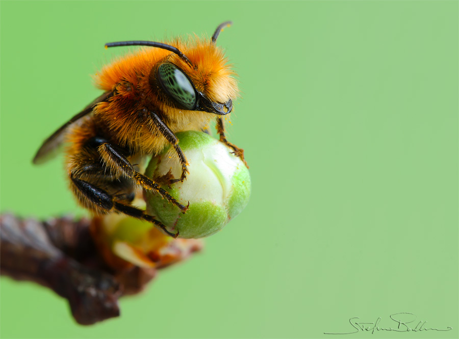 Osmia caerulescens M (Apidae Megachilinae)